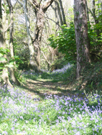 Bluebells on the woodland paths
