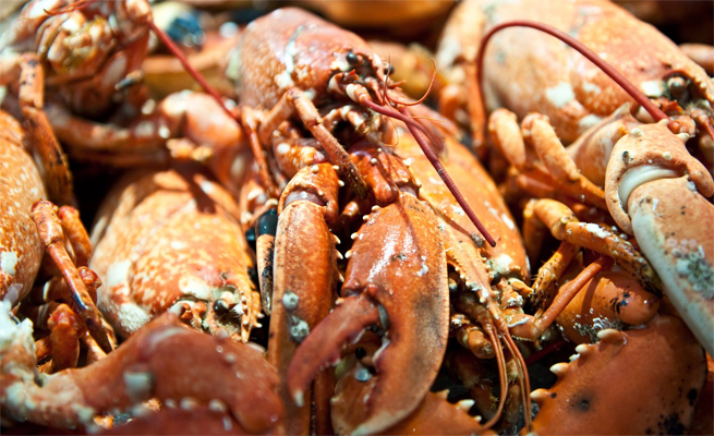 Lobsters at the Dartmouth Food Festival