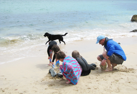 Dog friendly beaches